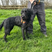 ZORRO, chien à adopter