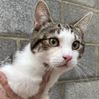 SCAR, chat à adopter