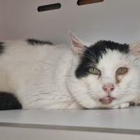 ELIO, chat à adopter