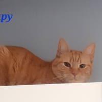 Yapy, chat à adopter