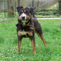 TITUS, chien à adopter