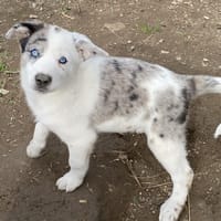 DILYS (En cours d'adoption), chienne à adopter