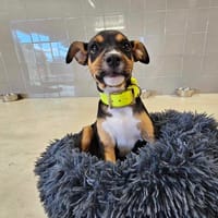 BOUDDHA, chienne à adopter