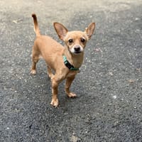 NALA VAA, chienne à adopter