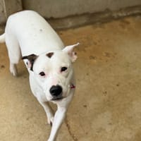 LAÏKA VAA, chienne à adopter