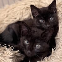 Lunéa CAB5272, chatte à adopter