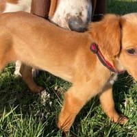 KINGER, chien à adopter