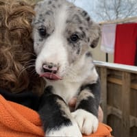 ANKA dit CHAUSSETTE (En cours d'adoption), chienne à adopter
