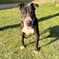 Lady CAA14895, chienne à adopter