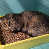 GRISETTE, chatte à adopter