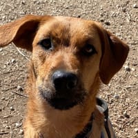 ALOE, chienne à adopter