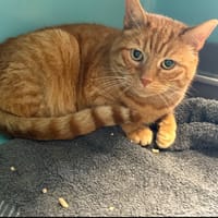 BALTHAZAR, chat à adopter