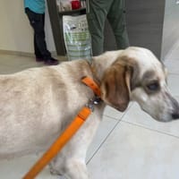 ISIS, chienne à adopter