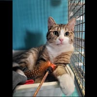 AMBRO HAB17529, chat à adopter