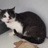 Bambino, chatte à adopter