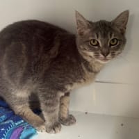 OCTAVIO, chat à adopter