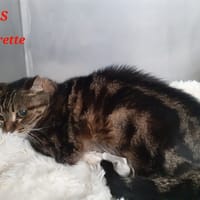 Fleurette, chatte à adopter