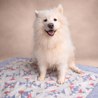 ISKA, chien à adopter