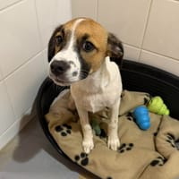 Bowie, chienne à adopter