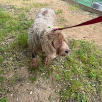 MAYA, chienne à adopter