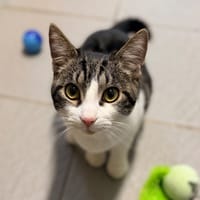 BALDO, chat à adopter