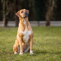 JESSY OAA19777, chienne à adopter