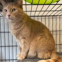 CESAR, chat à adopter