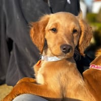 KAYNE, chien à adopter