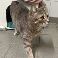 GRISETTE, chatte à adopter