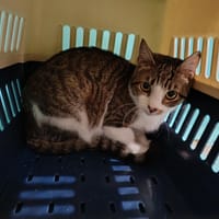 Ariane, chatte à adopter