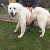 DUDU, chien à adopter