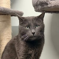 GRIZZY, chat à adopter