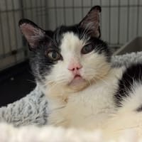 Kerby, chat à adopter