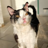 Kerby, chat à adopter