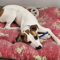 MANOUTTE, chienne à adopter