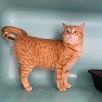 Milou, chat à adopter