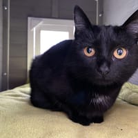 VECNA, chatte à adopter