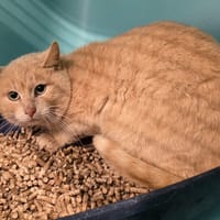 Tiramisu, chatte à adopter