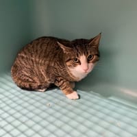 Mili, chat à adopter