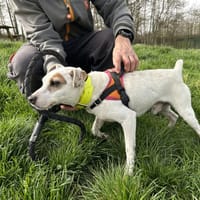 ROCCO, chien à adopter