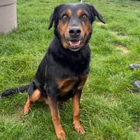 Ruby, chienne à adopter