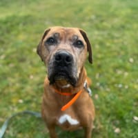 MURPHY, chien à adopter