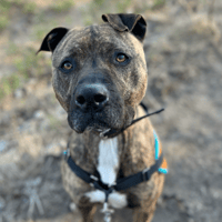 Ozeille CAA13561, chien à adopter