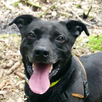 CAIMEN, chien à adopter