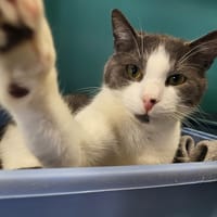 TWIST HAB17520, chat à adopter