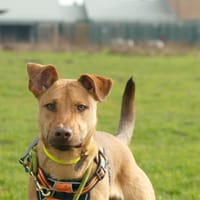 MILO, chien à adopter