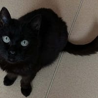 RINGO (FR), chat à adopter