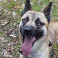 ODIN, chien à adopter