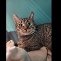 TAMI HAB17524, chat à adopter