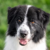 LOST, chien à adopter